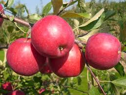 Apple 1kg